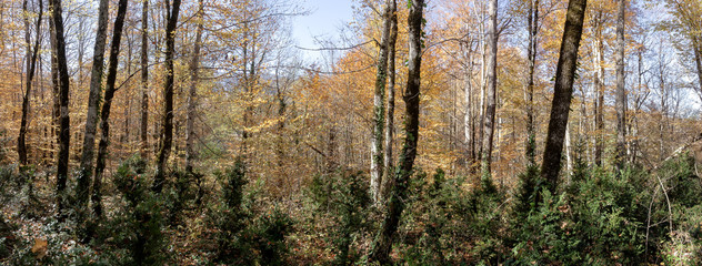 Autumn in forest the National Park.
