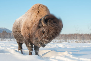 Yakut Bison reaches 2.5-3 meters in length and up to 2 meters in height. Thick coat of his gray-brown color, black-brown on the head and neck. The front of the body is covered with longer hair.