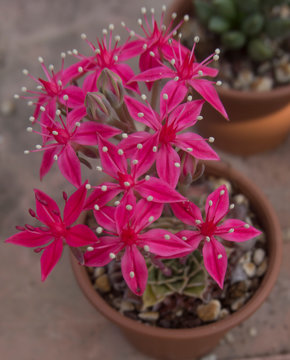 Succulenta fiorita Graptopetalum bellum (Tacitus bellus)