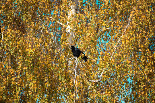 Black raven on a birch with yellow leaves