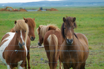 Iceland horses with nobody around staying relaxed in the countryside
