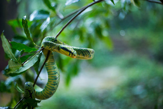 Sri Lankan Green Pit Viper