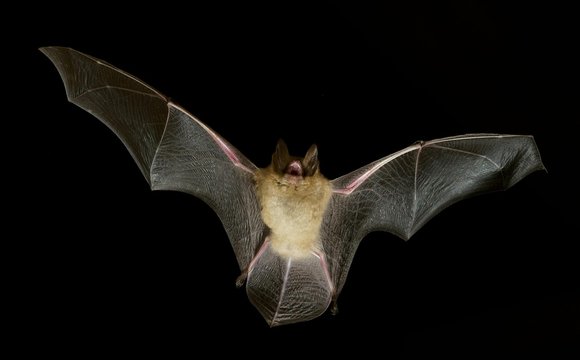 Geoffroy's bat (Myotis emarginatus) in flight at night, Luxembourg, Europe