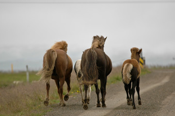 Iceland horses with nobody around staying relaxed in the countryside