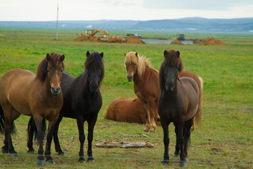 Obraz premium Iceland horses with nobody around staying relaxed in the countryside
