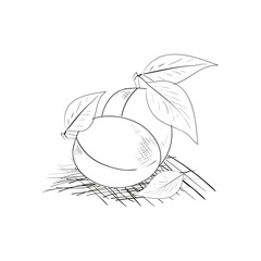 Prunes. Sketch. On a white background.
