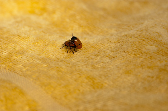Two insects Coccinella septempunctata having sex on a beach towel