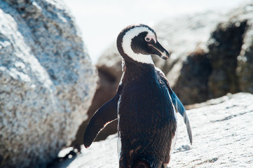 Single black and white penguin at the ocean Boulders beach. South Africa