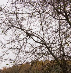 magpie on the autumn tree.
