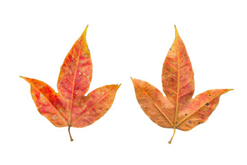 Red maple leaves front and rear isolated on white background. This has clipping path.