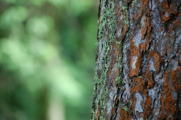 bark of a tree