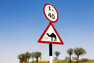 Attention Camel Shield, Ras al Khaimah, United Arab Emirates, Asia