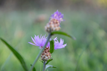 lilac flower in close up
