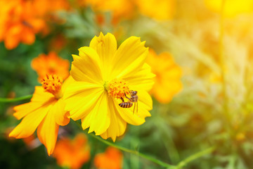 The bee on the yellow cosmos flowers to get sweet nectar in the fresh green garden with the blur background , selective focus.