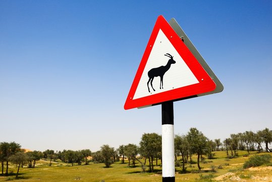 Game crossing shield with roe deer, Ras al Khaimah, United Arab Emirates, Asia