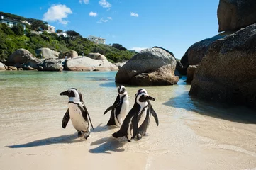 Fotobehang Afrika Couple of black and white penguins having fun at the ocean Boulders beach. South africa  © KODAKovic