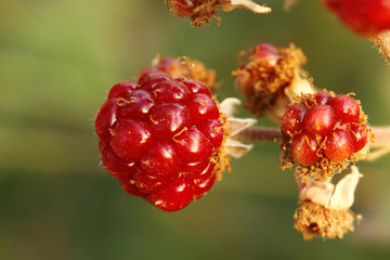 red berries on a branch