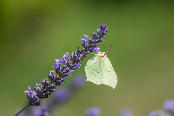 Zitronenfalter an Lavendel