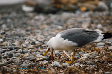 Ocean white bird catching and start eating a fish on a stone beach