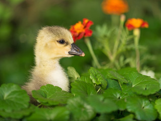Cute little duckling