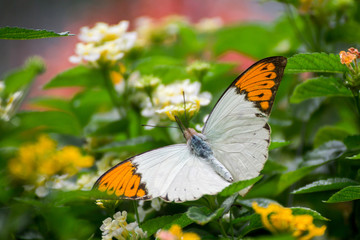 The small butterfly on the small leaf or bush in the green garden with the blur background. in the nature.