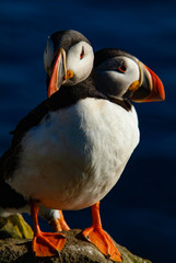 Iceland puffins relaxing on a cliff during the summer season