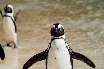 Group of black and white penguins having fun at the ocean Boulders beach. South africa
