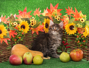 Maine Coon kitten