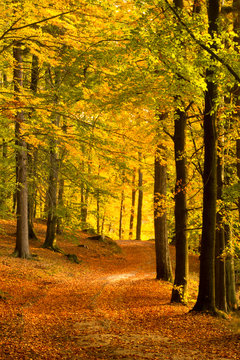 Beautiful, autumn , beech forest full of colors.Pomerania ,Poland 