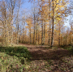 Obraz premium Autumn in forest the National Park.