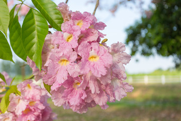 Pink trumpet tree, Tabebuia rosea