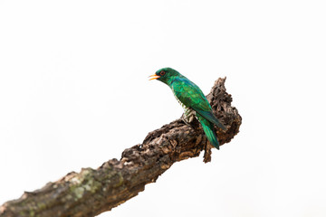 Male of Asian emerald cuckoo (Chrysococcyx maculatus) beautiful velvet green birds perching on branch in the white nature of Wat Phai Lom Pathum Thani, Thailand