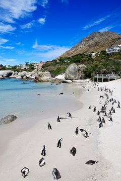 Penguin Colony at Simon's Town, Western Cape, South Africa, Africa