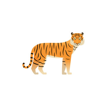 Tiger flat design. Vector. Zoo wild cat, animal isolated. African fauna on white background. Cartoon Illustration.