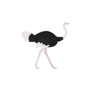 Ostrich flat design. Vector. Bird standing isolated. Zoo animal. African fauna on white background. Cartoon Illustration.