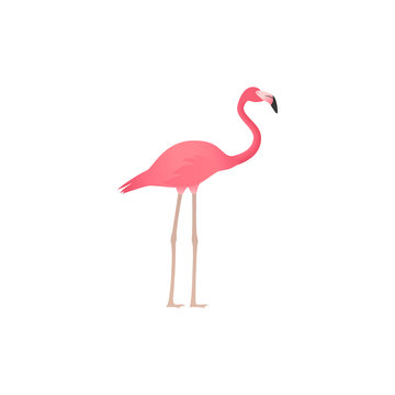 Flamingo. Vector. Pink tropical, exotic bird isolated in flat design. African fauna on white background. Zoo animal. Cartoon Illustration.