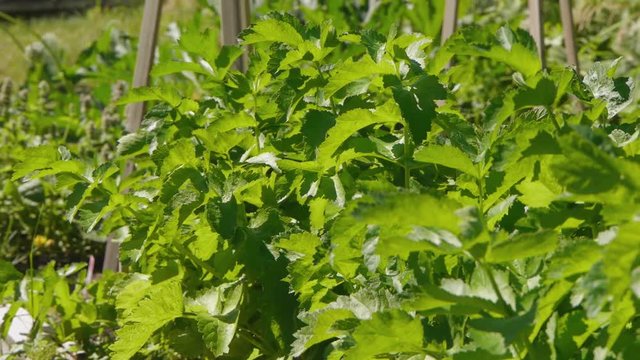 Close-up of celery plants growing in a garden