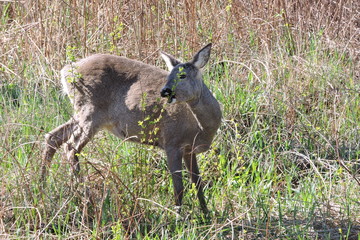 A roe deer  © E-lona