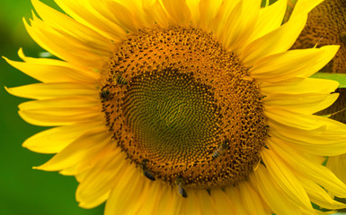 Sunflower and bees in the garden