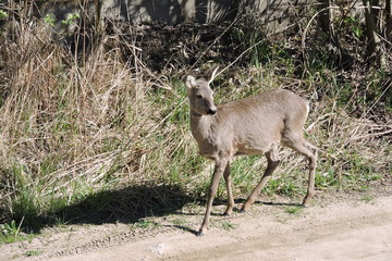 A roe deer  © E-lona