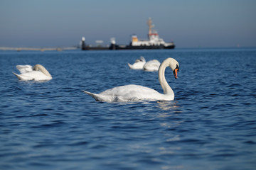Schwäne auf der Ostsee