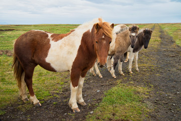 Naklejka na ściany i meble Icelandic horse in the meadow of north Iceland