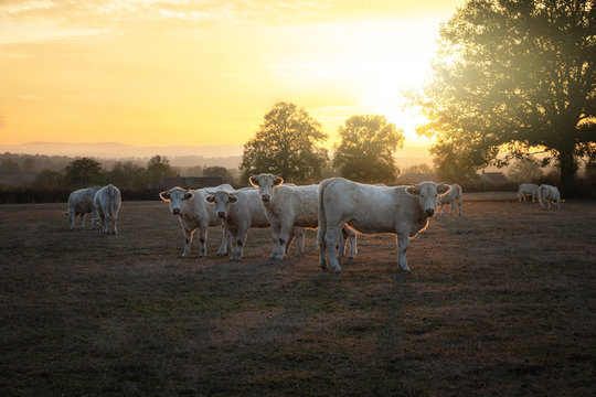 Vache Charolaise au couch&eacute; du soleil