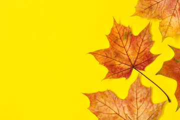 Naklejka na ściany i meble Beautiful colorful autumn leaves on yellow background 