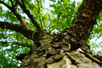 Obraz premium tree trunk 