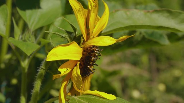 A close-up clip of a yellow flower in bloom in a garden