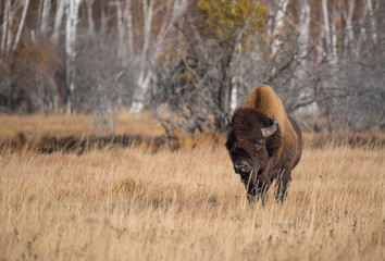 Fototapeta na wymiar Yakut Bison reaches 2.5-3 meters in length and up to 2 meters in height. Thick coat of his gray-brown color, black-brown on the head and neck. The front of the body is covered with longer hair.