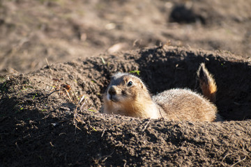 Black-Tailed Prairie Dog (Cynomys ludovicianus) a type of ground squirrel looks out of its burrow, copy space