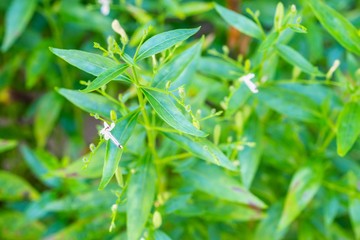 Andrographis paniculata fresh Thai herbal medicine herbs organic plant leaves and flower, closeup