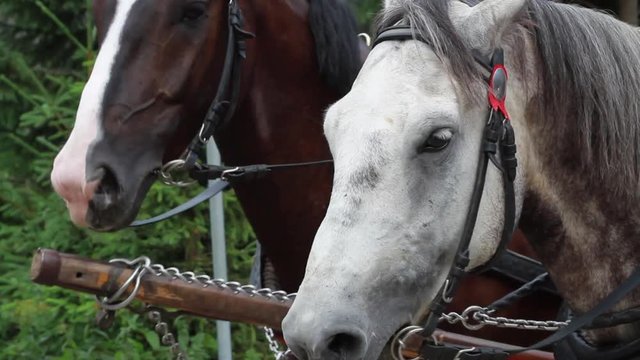 Two Horses Equipage Close-Up